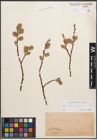 Foto von Salix caprea L. x Salix purpurea L.